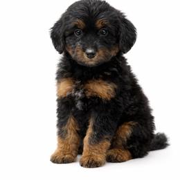 Maroon collar - Black tri-color female Aussiedoodle puppy in Fairmount, Georgia from Muscadine Meadows Farm