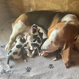 Basset Hound, Boykin Spaniel, and Labrador Retriever Puppies from PARK’s Family Farm