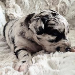 Girl 1 Blue Merle- Blue eyes - Blue merle female Australian Shepherd puppy in Sioux Falls, Sd Area, South Dakota from Diamond Aussies N the Rough