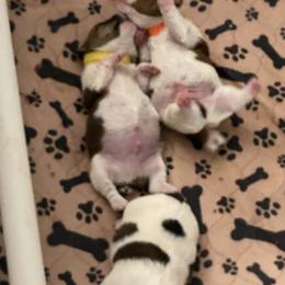Golden Retriever and Jack Russell Terrier Puppies from Shelby Burleson's Golden Retrievers and Jack Russell Terriers