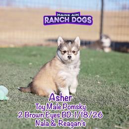 Asher - Wolf sable male Pomsky puppy in Humeston, Iowa from M.A.R. Dogs