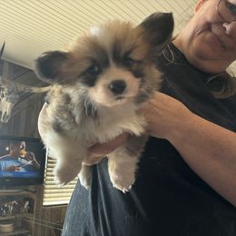 American Corgi and Pembroke Welsh Corgi Puppies from Linda Berkes