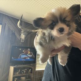 American Corgi and Pembroke Welsh Corgi Puppies from Linda Berkes