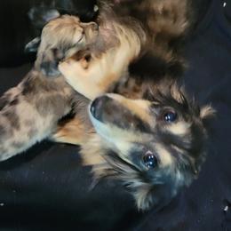 Pebbles - Dachshund