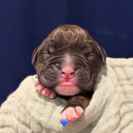 Oogie Boogie - Brindle male Boxer puppy in La Vernia, Texas from Chilham Boxers