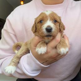 Cinnamon - Red female Bernedoodle puppy in Peoria, Arizona from Wroth's Paws