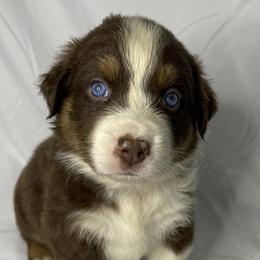 Poppy - Red tri-color Australian Shepherd puppy in Quinlan, Texas from Murphy Ranch Australian Shepherds