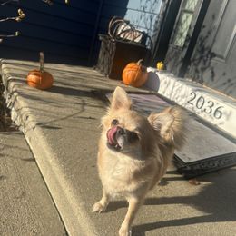 Maggie - Fawn female Chihuahua puppy in Millville, New Jersey from M’s Chihuahuas