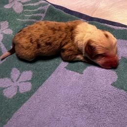 Mitsubishi - Red merle female Australian Shepherd puppy in Bennett, Colorado from Alolan Angel Aussies