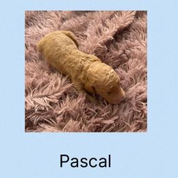 AKC Standard poodle Pascal - Apricot male Poodle puppy in Harrisburg, Arkansas from Ransone’s Ridge Runners Poodles and Doodles