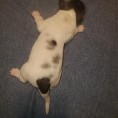 Kleine Munsterlander Puppies from Prairie State Kennel