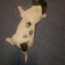 Kleine Munsterlander Puppies from Prairie State Kennel