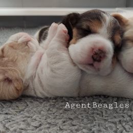 Beagles from Agent Beagles