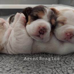 Beagles from Agent Beagles