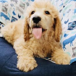 Tamale - Apricot Poodle puppy in Grant County, Indiana from Massey Creek Kennels