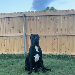 Cane Corso Puppies from Venom Cane Corsos