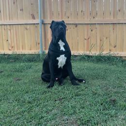 Cane Corso Puppies from Venom Cane Corsos