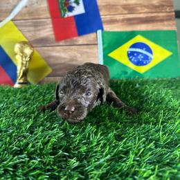 Vinicius junior (Brazil) - Chocolate male Labradoodle puppy in Kingston, Georgia from CC Familydoodles