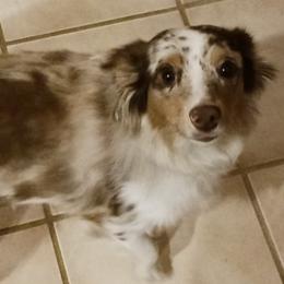 Miniature Australian Shepherds from D & B Aussies