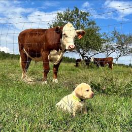 Labrador Retriever Puppies from Trust in the Lord Labradors