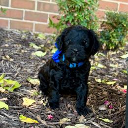 Bolt- blue boy Price 1800. - Black and white male Aussiedoodle puppy in Midlothian, Texas from Gray Doodles