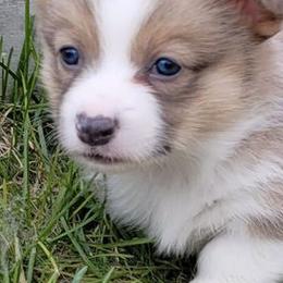 Pembroke Welsh Corgis from Diamond O
