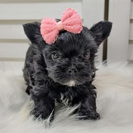 Tiny Tia-Fanny - Parti female Yorkshire Terrier puppy in Austin, Texas from Rhine Valley Yorkies