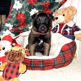 Red Collar - Fawn sable male Belgian Malinois puppy in Trenton, Georgia from Laeknir K9