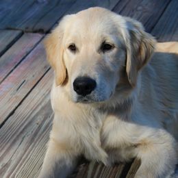 Golden Retriever and Miniature Australian Shepherd Puppies from Alexander Canines