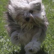 Brittanys and Lowchen from Trapezy Dogs - Brittany & Lowchen