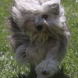 Brittanys and Lowchen from Trapezy Dogs - Brittany & Lowchen