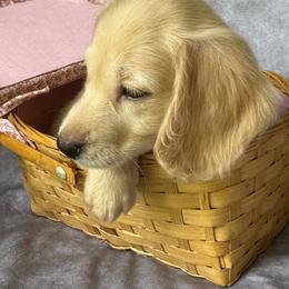 Minnie - Cream female Dachshund puppy in Sumrall, Mississippi from Huckleberry Tails