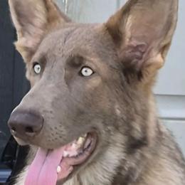 Titus - German Shepherd