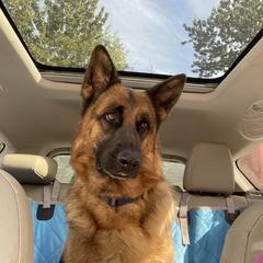 Katchina - Black and red female German Shepherd puppy in Anchorage, Alaska from Loves German Shepherds