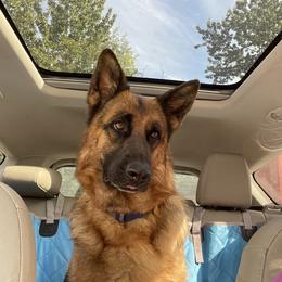 Katchina - Black and red female German Shepherd puppy in Anchorage, Alaska from Loves German Shepherds