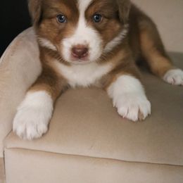 Australian Shepherd Puppies from Kiki's Aussies