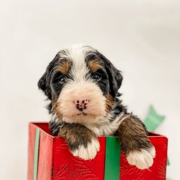Stuffing - Tri-color male Bernedoodle puppy in Hudson, Indiana from TurkeyCreek-K9