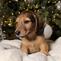 Iris - Red female Dachshund puppy in Santa Rosa, California from Signatures Mini Dachshunds