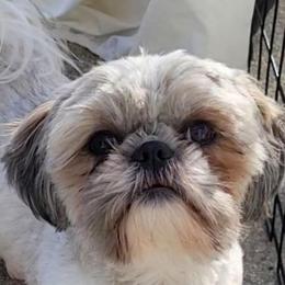 Tig - Shih Tzu
