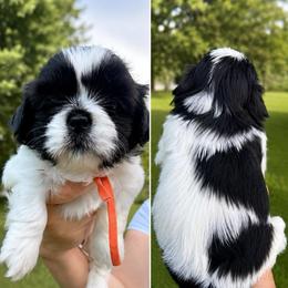 Oreo - Black and white male Shih Tzu puppy in Pennsylvania from Luxe Shih Tzu Boutique