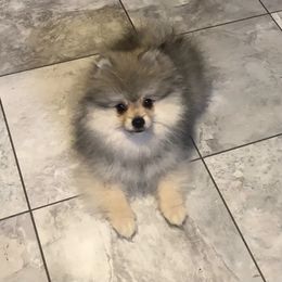 Pomeranian Puppies from Legacy Poms