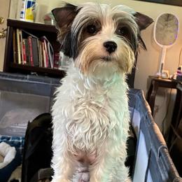 Luna - Biewer Terrier