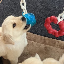 Golden Retriever Puppies from Sandy's Golden Pups