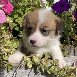 Pembroke Welsh Corgi Puppies from Whistling Wind Corgi’s