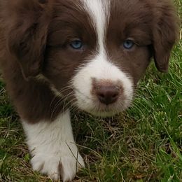 Australian Shepherd Puppies from Red Feather Aussies
