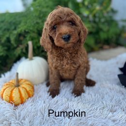 Pumpkin - Red  female Goldendoodle puppy in Oxford, Pennsylvania from FriendlyPals