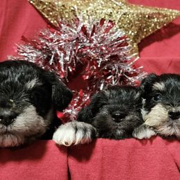 Miniature Schnauzers from AKC Nordwest Schnauzers