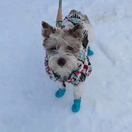 Willow - Miniature Schnauzer