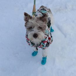 Willow - Miniature Schnauzer