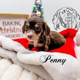 Penny - Chocolate and cream female Dachshund puppy in Prairieville, Louisiana from Southern Barron Danes & Dachshunds
